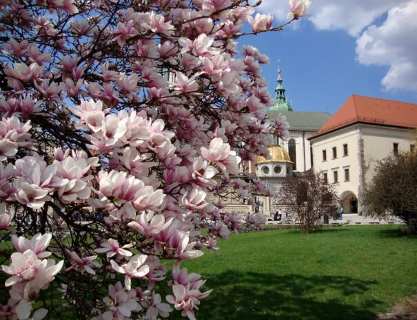 Frühling in Krakau