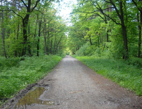 Strada forestale