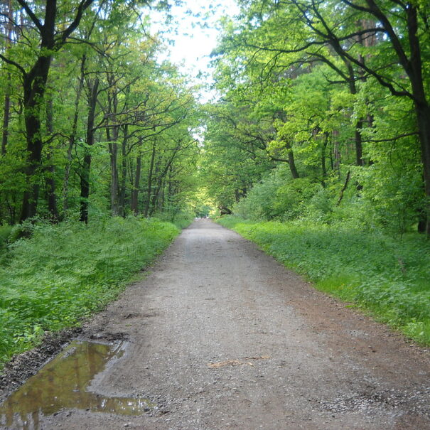 Лісова дорога
