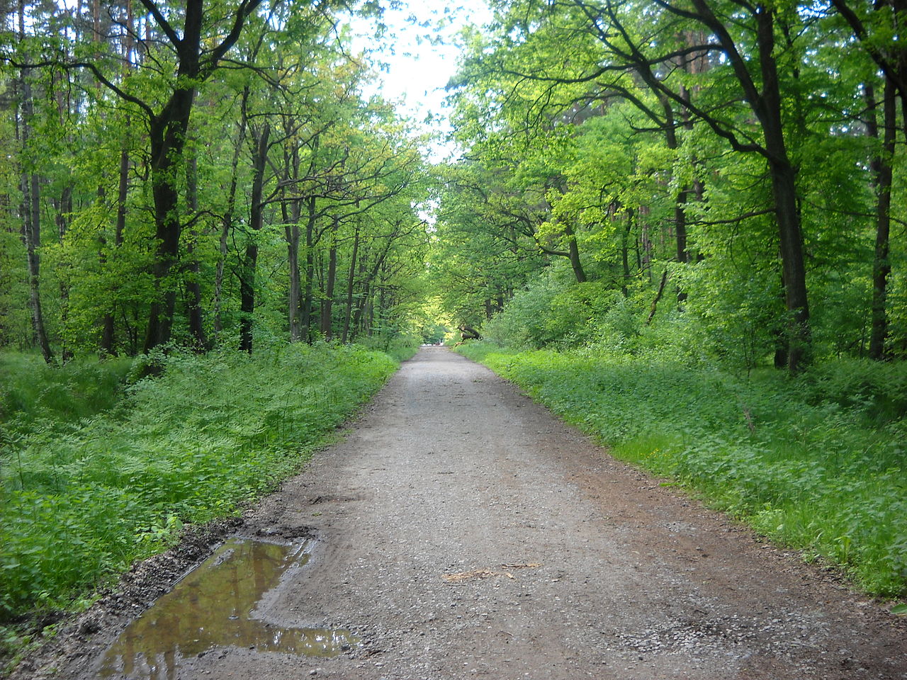 Camino forestal