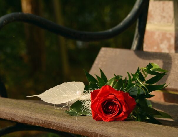 rose on table